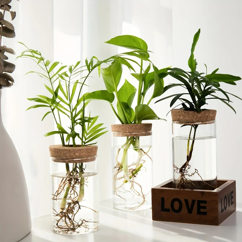 RootView Propagation Vase | Glass Desktop Hydroponic Planter