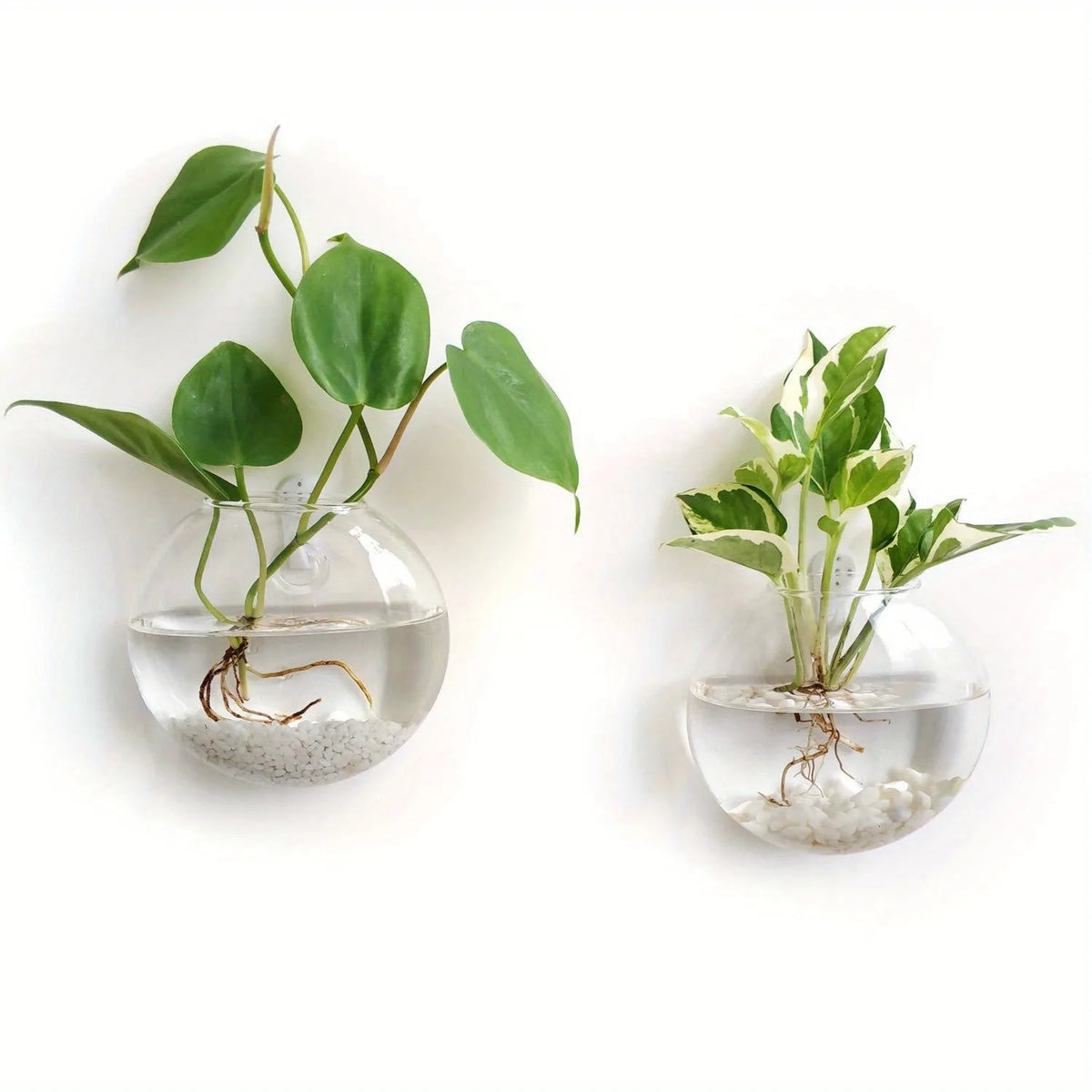 Bubble Wall Terrarium | Hanging Glass Hydroponic Planter
