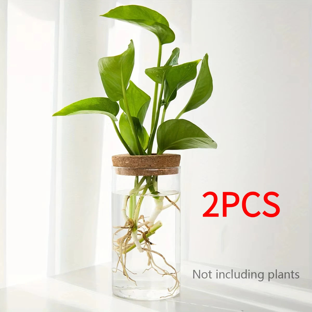 RootView Propagation Vase | Glass Desktop Hydroponic Planter