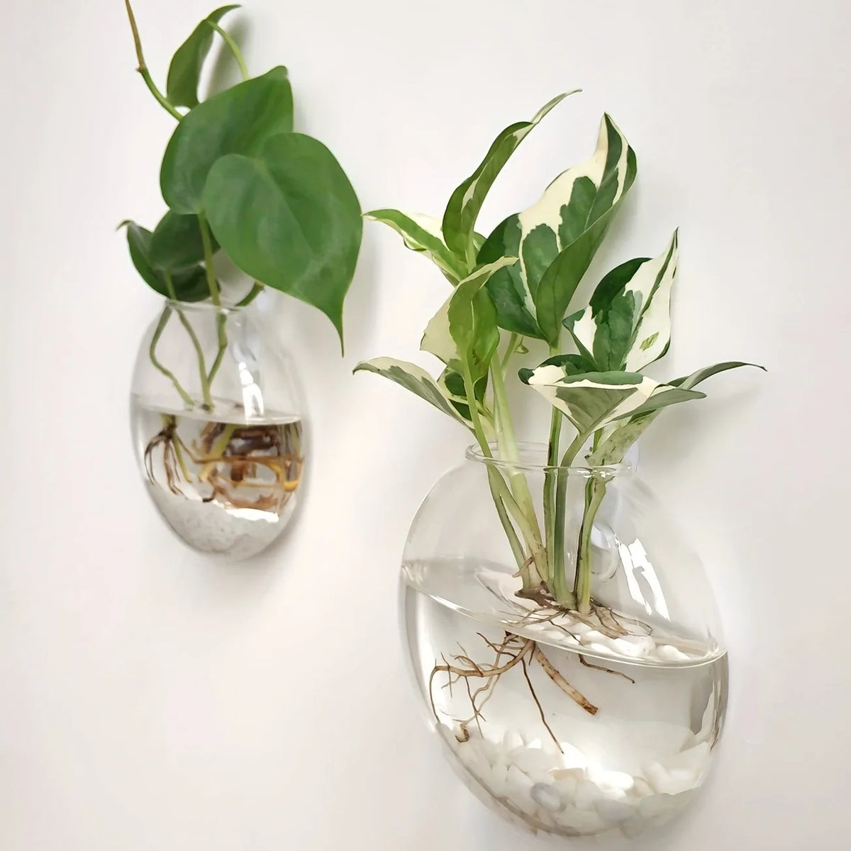 Bubble Wall Terrarium | Hanging Glass Hydroponic Planter
