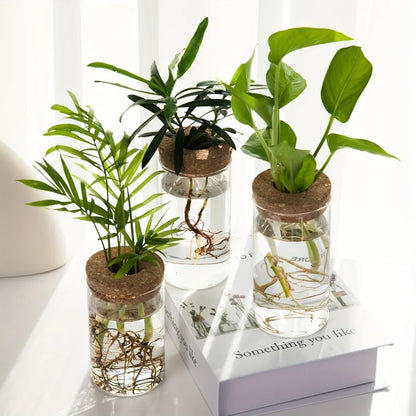 RootView Propagation Vase | Glass Desktop Hydroponic Planter