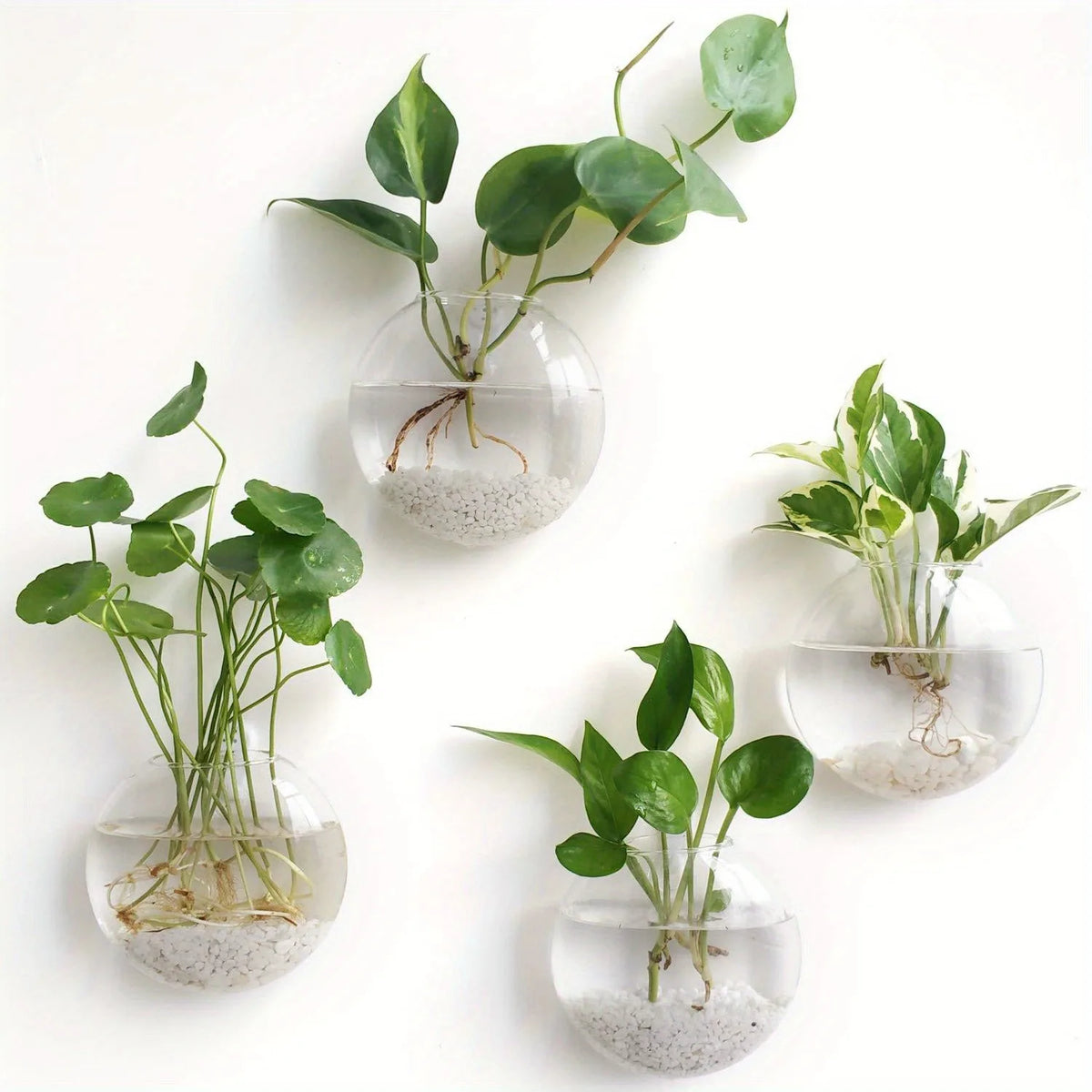 Bubble Wall Terrarium | Hanging Glass Hydroponic Planter