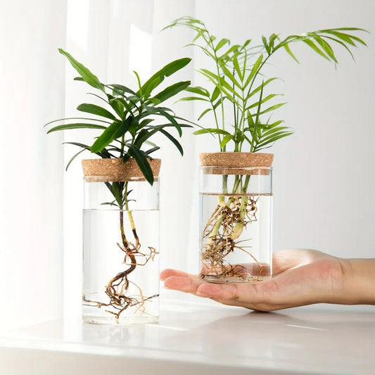 RootView Propagation Vase | Glass Desktop Hydroponic Planter